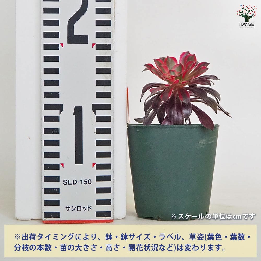 黒法師(サンシモン) バイオレット  【多肉植物 3号】