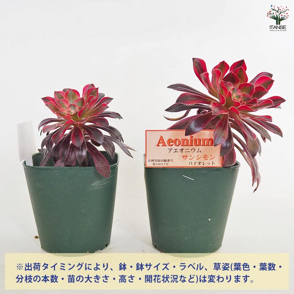 黒法師(サンシモン) バイオレット 【多肉植物 3号】｜ 【植物の