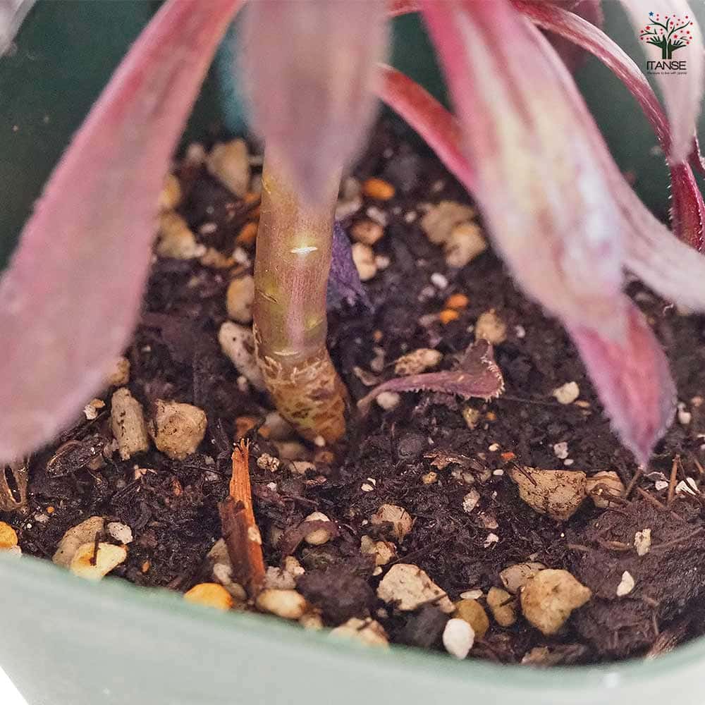 黒法師(サンシモン) バイオレット  【多肉植物 3号】