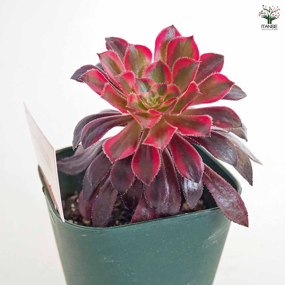 黒法師(サンシモン) バイオレット 【多肉植物 3号】｜ 【植物の