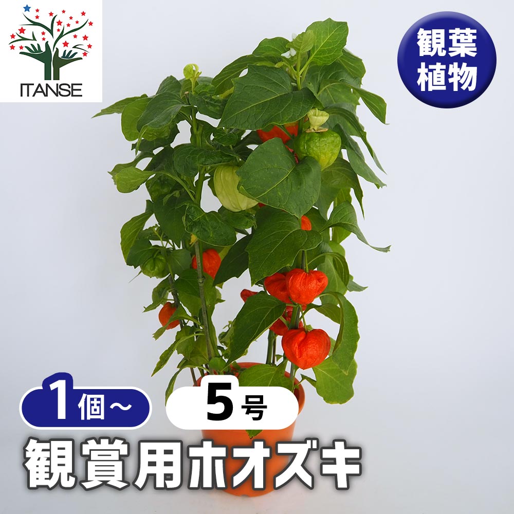 観賞用ホオズキ 【観葉植物 5号／1個売り】｜ 【植物のITANSE