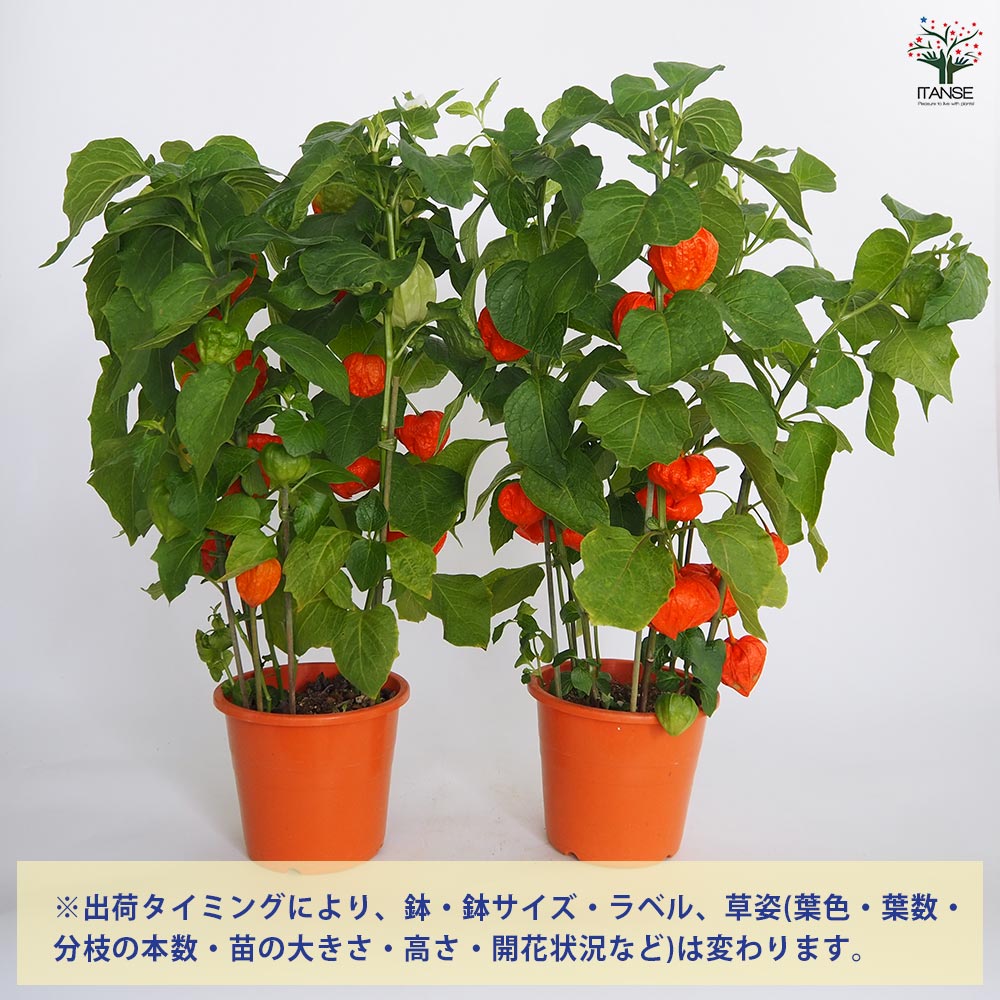 観賞用ホオズキ 【観葉植物 5号／1個売り】｜ 【植物のITANSE