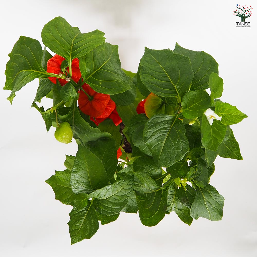 観賞用ホオズキ 【観葉植物 5号／1個売り】｜ 【植物のITANSE