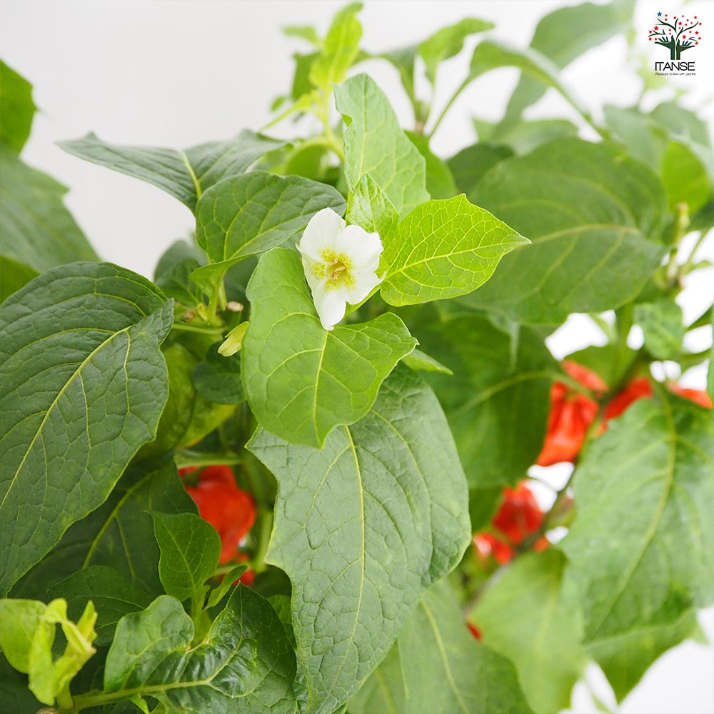 観賞用ホオズキ 【観葉植物 5号／1個売り】｜ 【植物のITANSE
