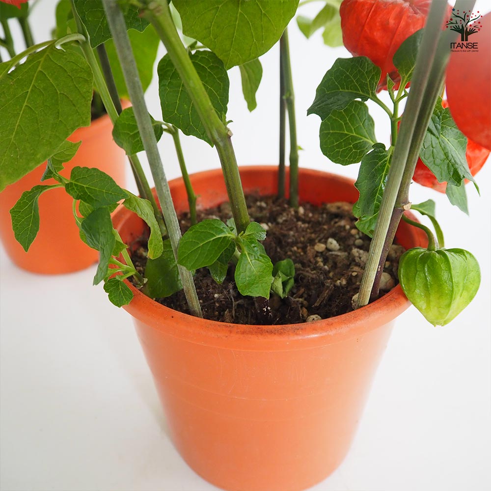 観賞用ホオズキ 【観葉植物 5号／1個売り】｜ 【植物のITANSE