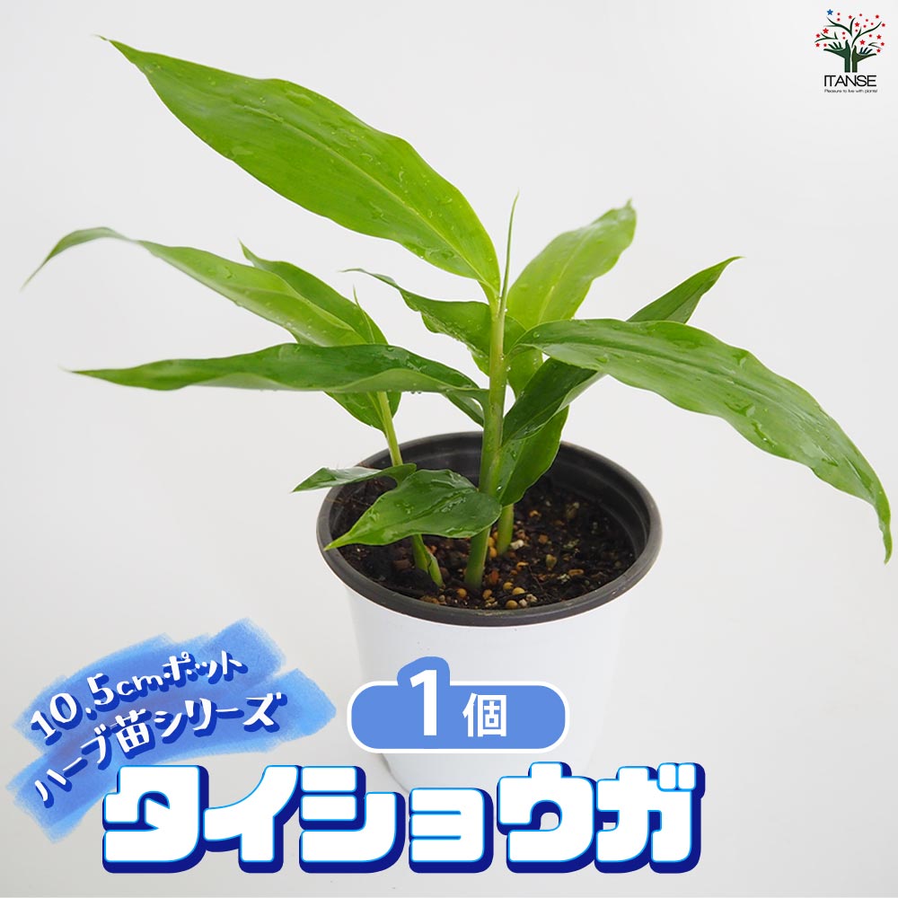 タイショウガ2個～ 【ハーブの苗 3.5号】