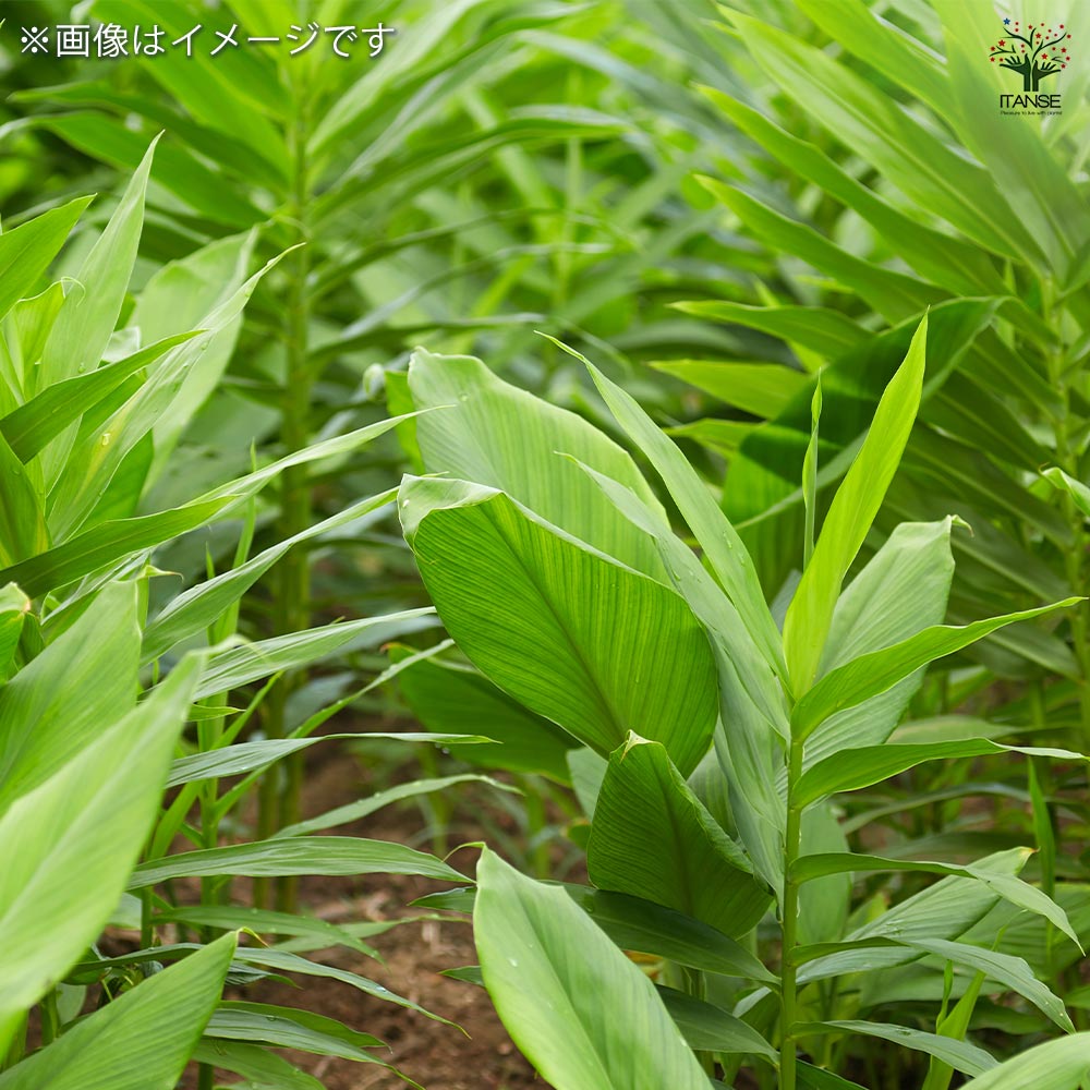 タイショウガ2個～ 【ハーブの苗 3.5号】