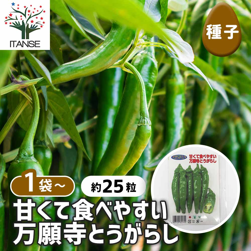 種子 甘くて食べやすい 万願寺とうがらし 【 約25粒／1袋売り