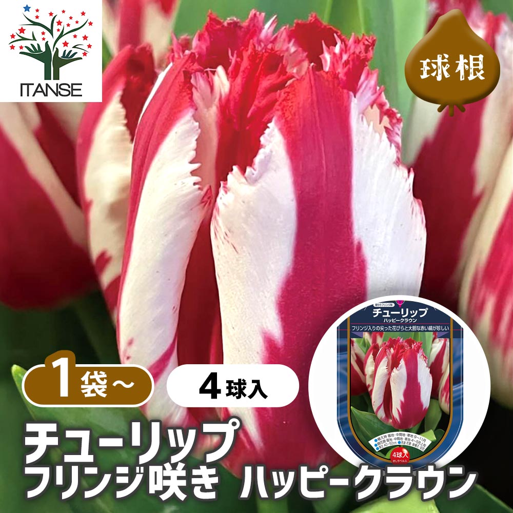 球根】ラブラドール 5球 チューリップ レア品種 ボルドー フリンジ咲き