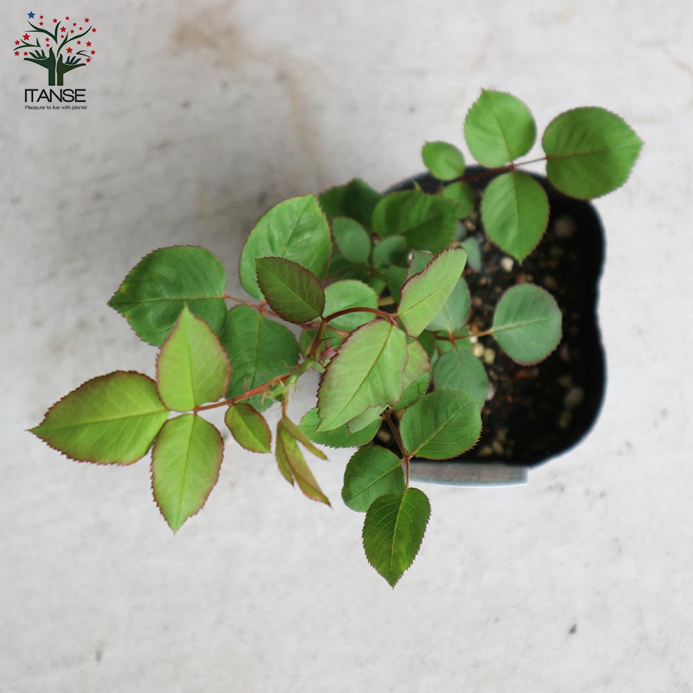 和バラ接木苗 楽天市場】【送料無料】薔薇の苗 ピンクピース ( 四季咲きハイブリッド