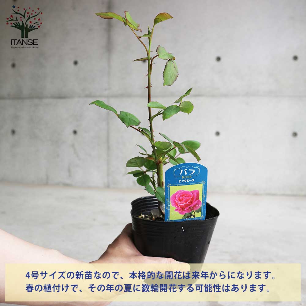 薔薇の苗 ピンクピース (四季咲きハイブリッドティーローズ)【花苗新苗