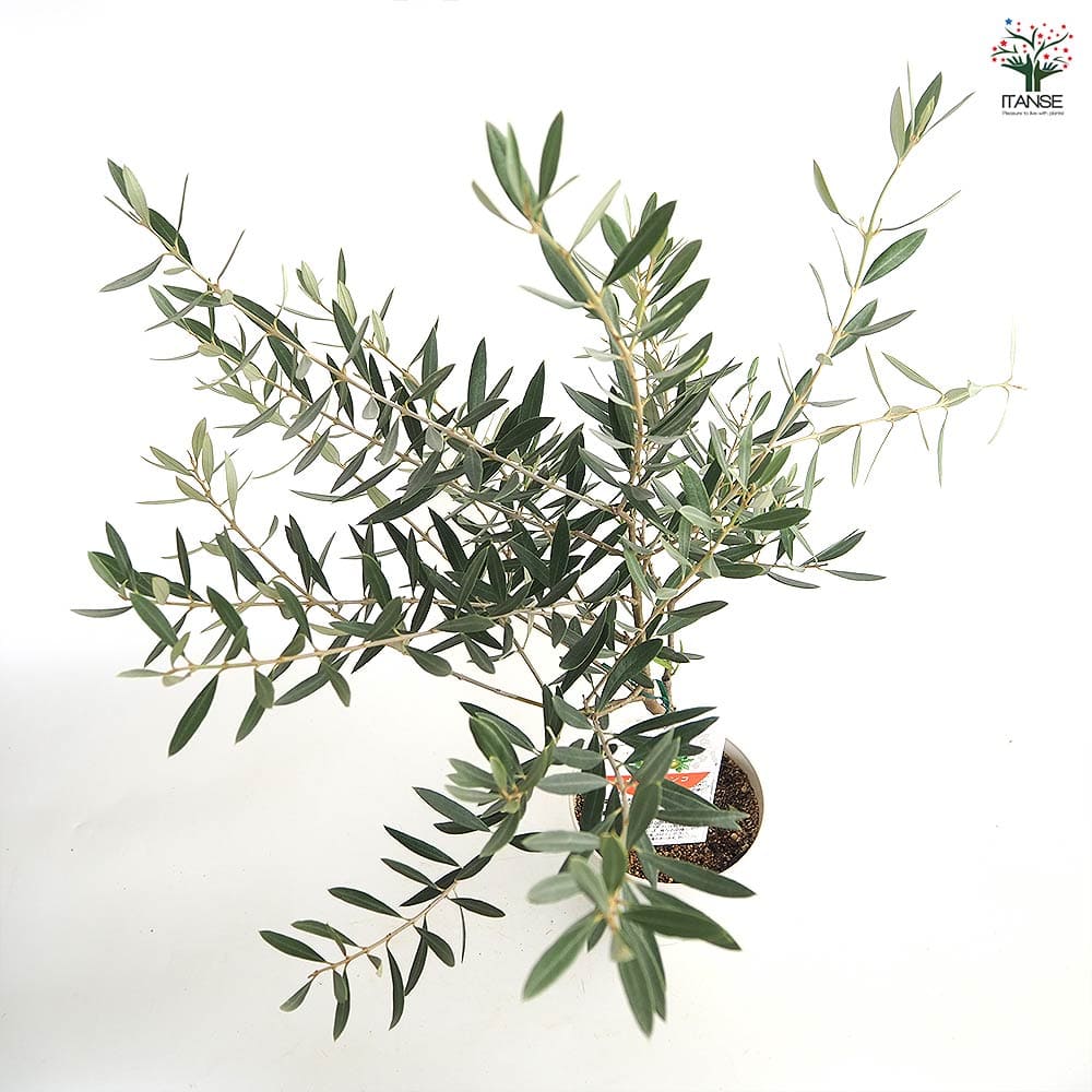 オリーブ ホジブランコ 白テーパ鉢 【果樹の苗木 5号/1個売り】