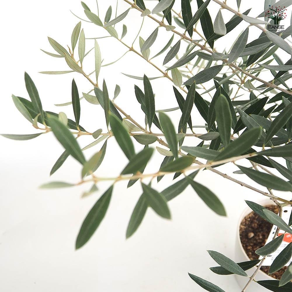 オリーブ ホジブランコ 白テーパ鉢 【果樹の苗木 5号/1個売り】