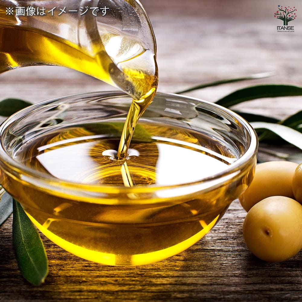 オリーブ ホジブランコ 白テーパ鉢 【果樹の苗木 5号/1個売り】