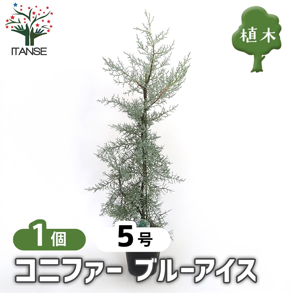 コニファー ブルーアイス 【庭木 5号／1個売り】｜ 【植物の