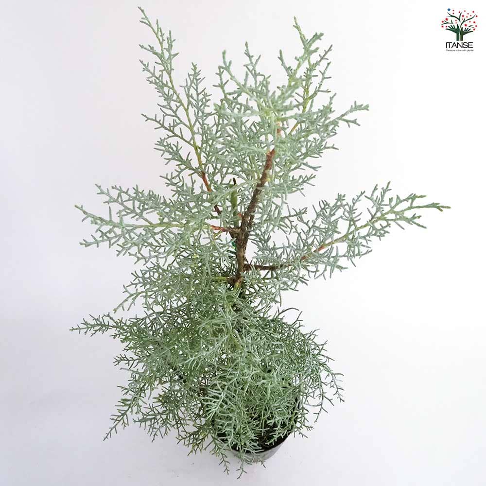 コニファー ブルーアイス 【庭木 5号／1個売り】｜ 【植物の