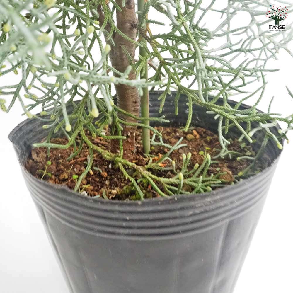 コニファー ブルーアイス 【庭木 5号／1個売り】