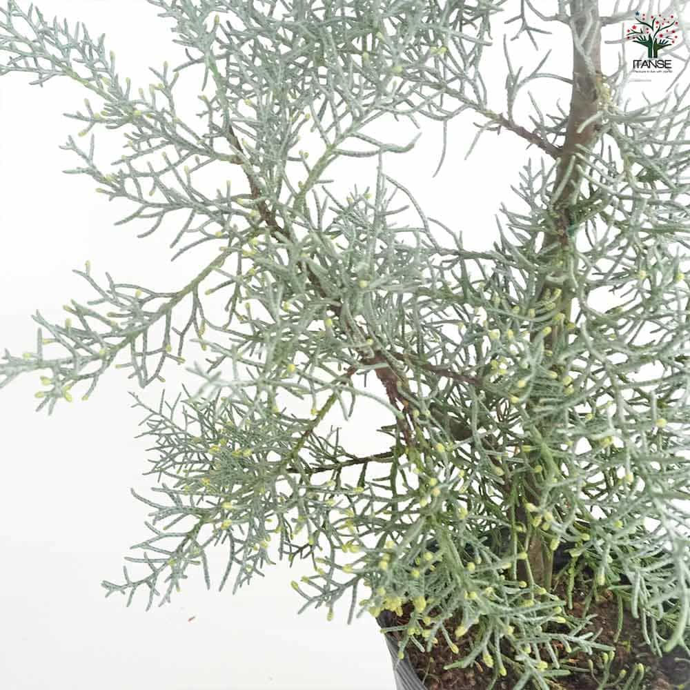 コニファー ブルーアイス 【庭木 5号／1個売り】｜ 【植物の