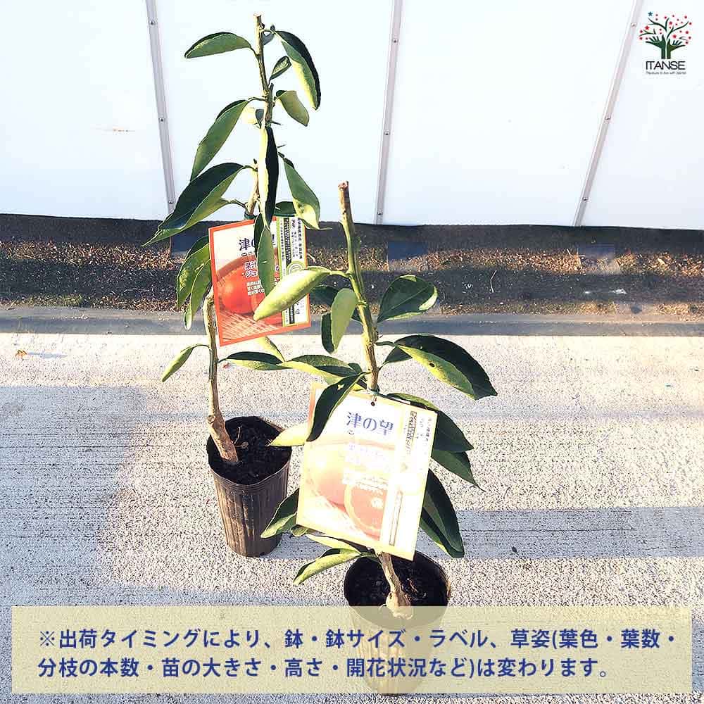 希少蜜柑　苗木　特大株　果樹 Amazon.co.jp: 津之輝(つのかがやき) みかんの苗木 ミカンの果樹苗 7