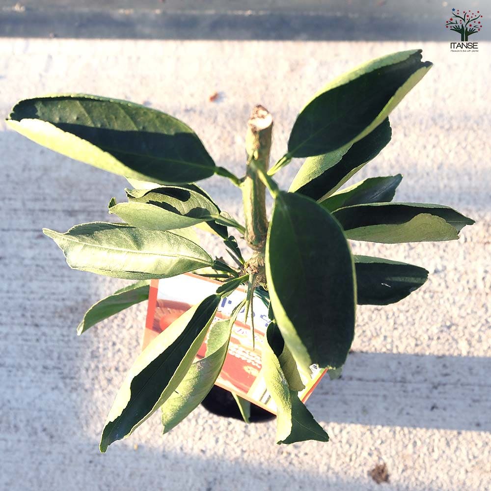 柑橘の苗 津之望 【果樹の苗木 4号／1個売り】｜ 【植物のITANSE