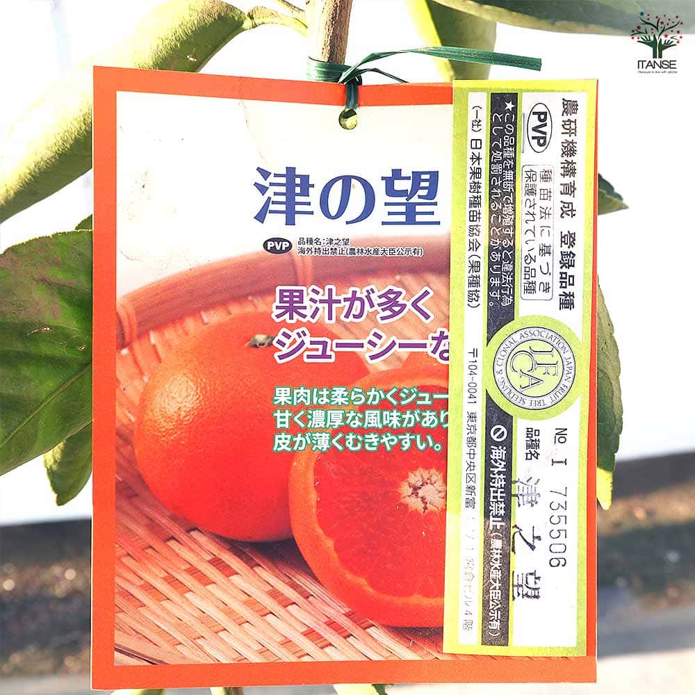 柑橘の苗 津之望 【果樹の苗木 4号／1個売り】｜ 【植物のITANSE