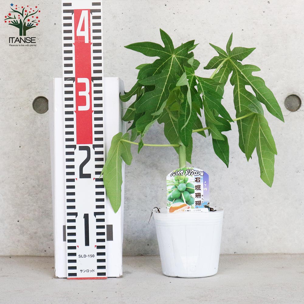 石垣珊瑚パパイヤ 【果樹の苗木 10.5～12cmポット メリクロン苗／1個売り】