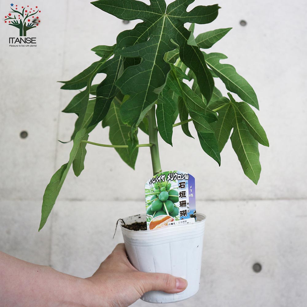 石垣珊瑚パパイヤ 【果樹の苗木 10.5～12cmポット メリクロン苗／1個売り】