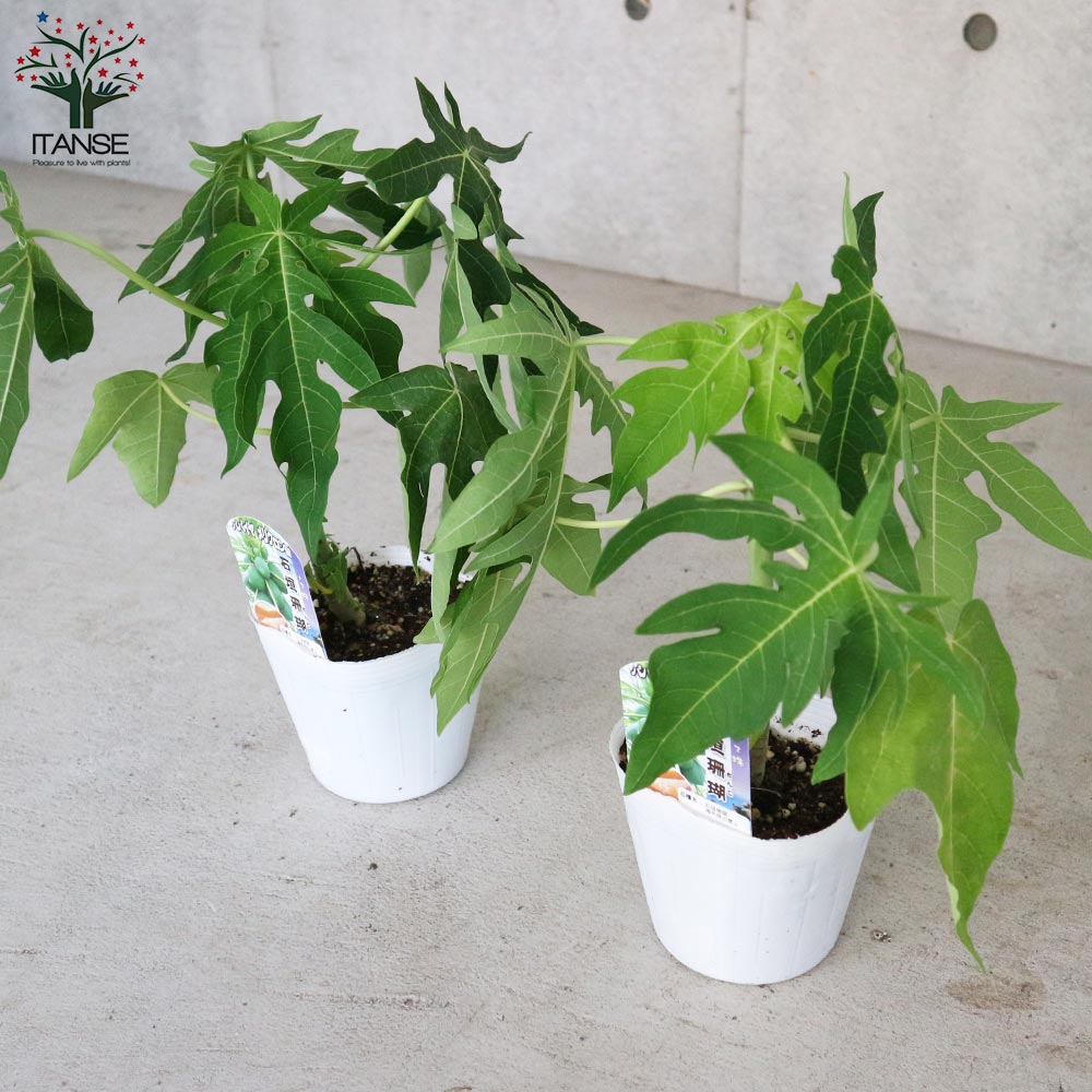 石垣珊瑚パパイヤ 【果樹の苗木 10.5～12cmポット メリクロン苗／1個売り】