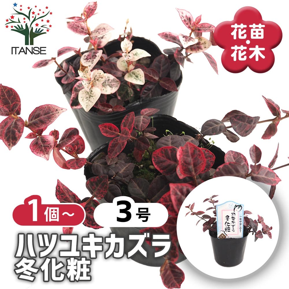初雪カズラ 冬化粧 【花苗 3号】｜ 【植物のITANSE】全品送料