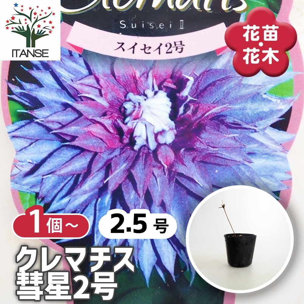 クレマチス 彗星2号 【花苗 2.5号】｜ 【植物のITANSE】全品送料
