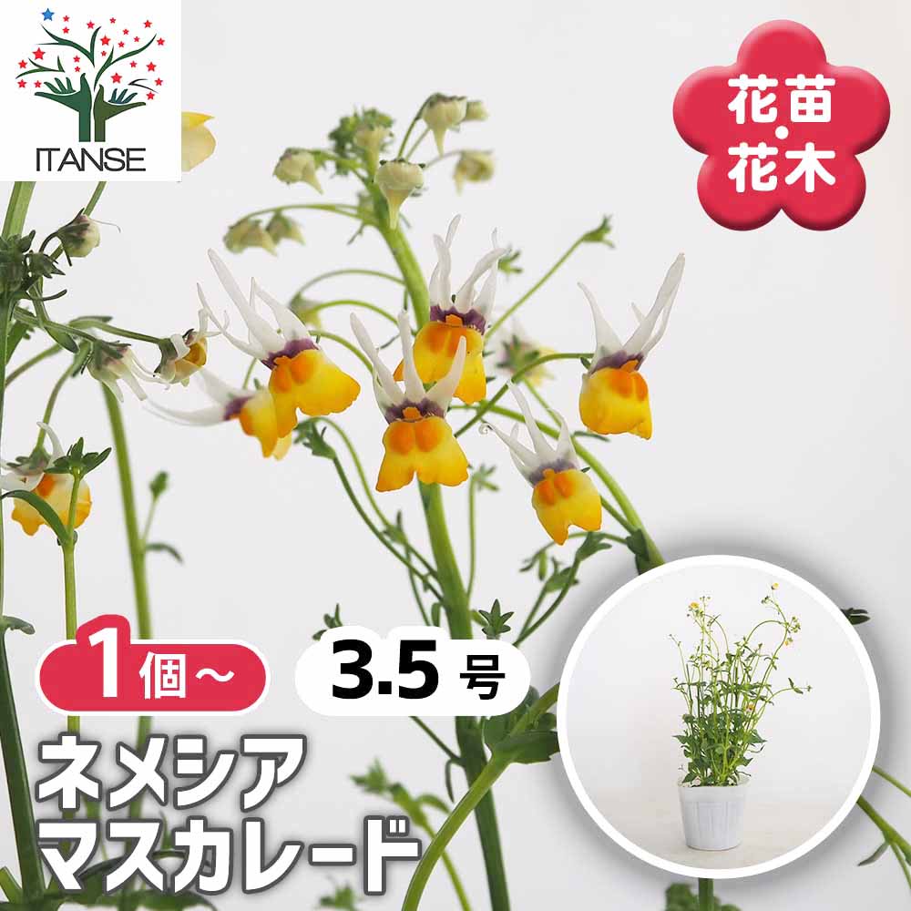 ネメシア マスカレード 【花苗 3.5号】｜ 【植物のITANSE】全品