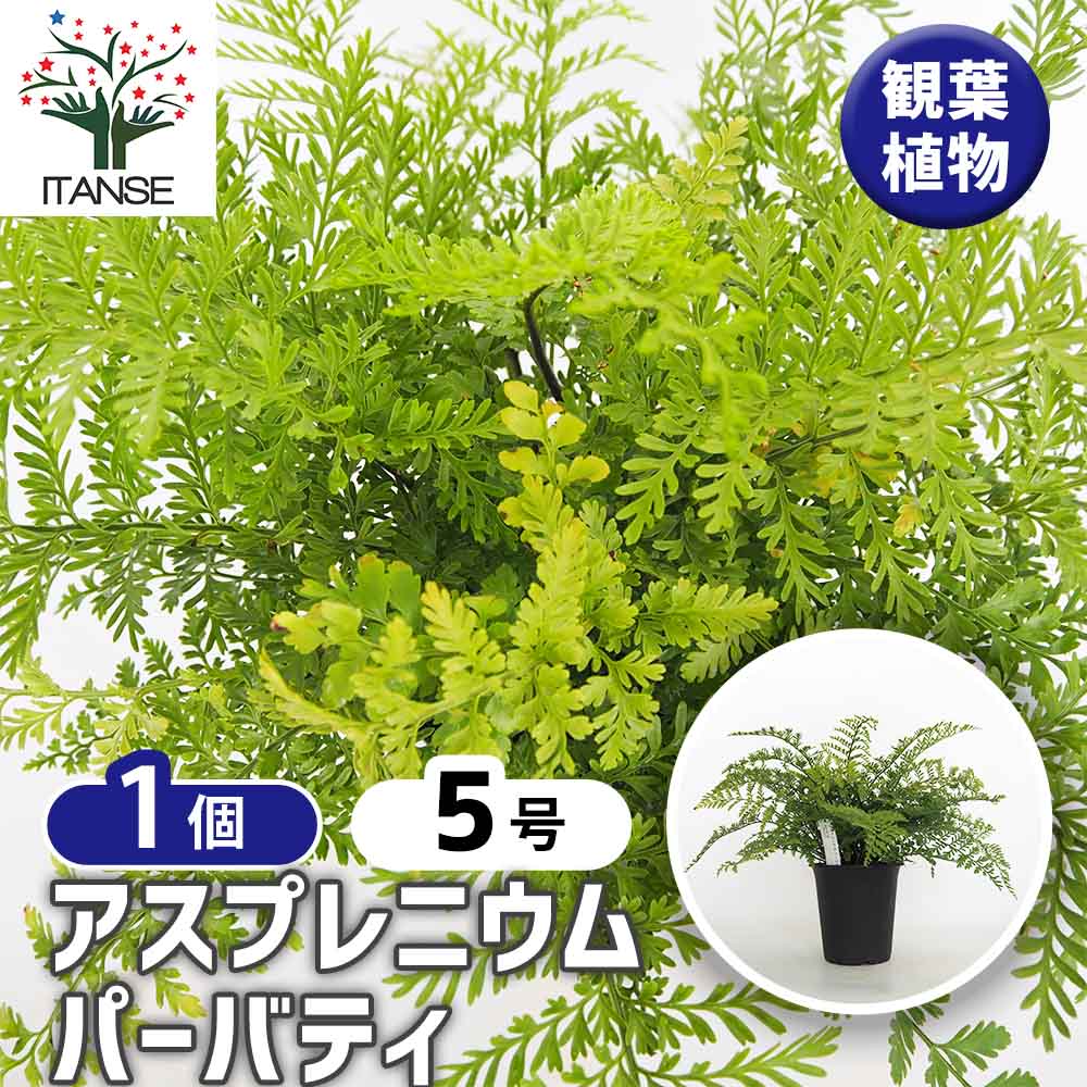 アスプレニウム パーバティ 【観葉植物 5号／1個売り】｜ 【植物の