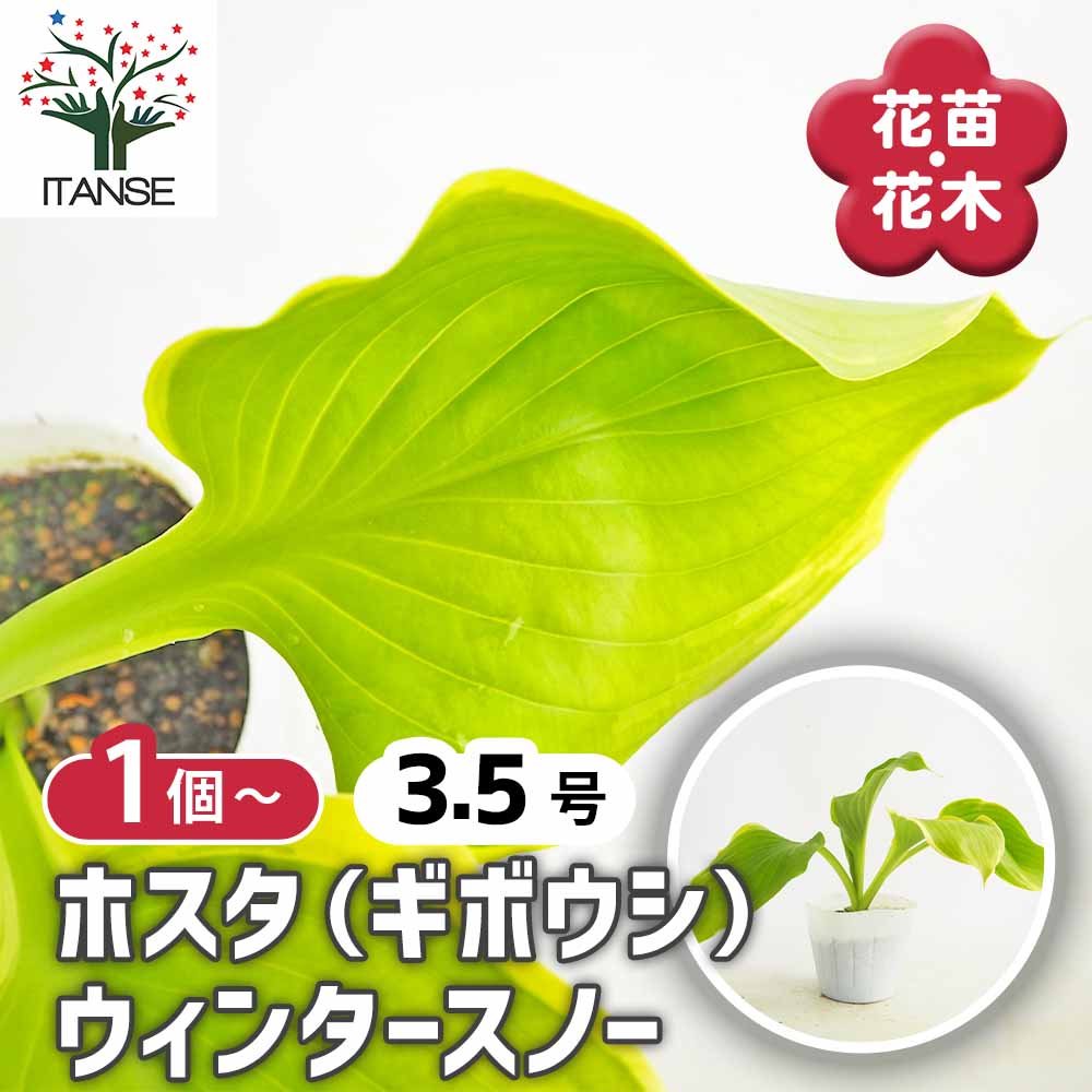 ホスタ(ギボウシ) ウィンタースノー 【花苗 3.5号】
