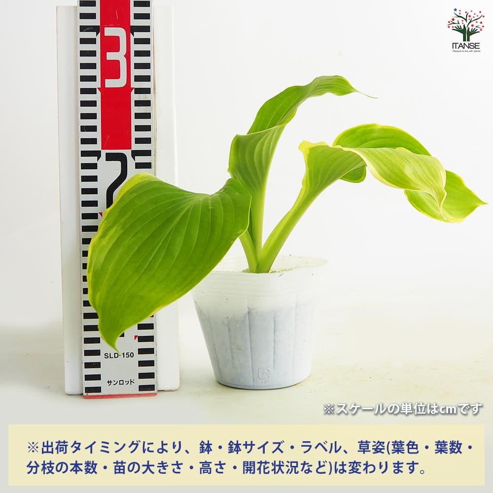 ホスタ(ギボウシ) ウィンタースノー 【花苗 3.5号】