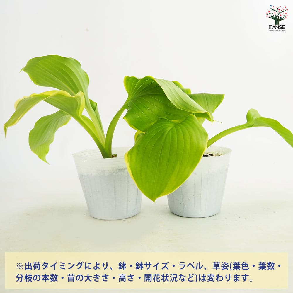 ホスタ(ギボウシ) ウィンタースノー 【花苗 3.5号】