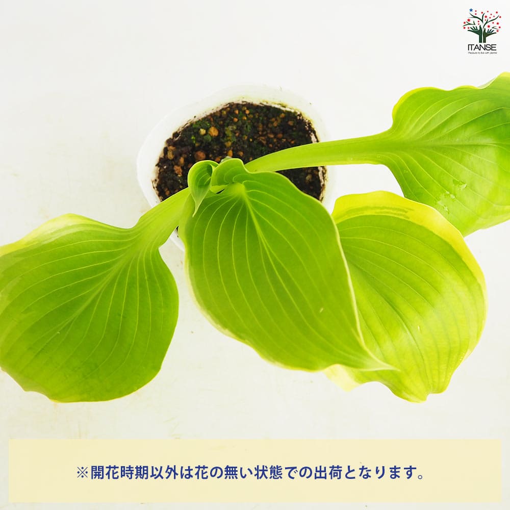 ホスタ(ギボウシ) ウィンタースノー 【花苗 3.5号】