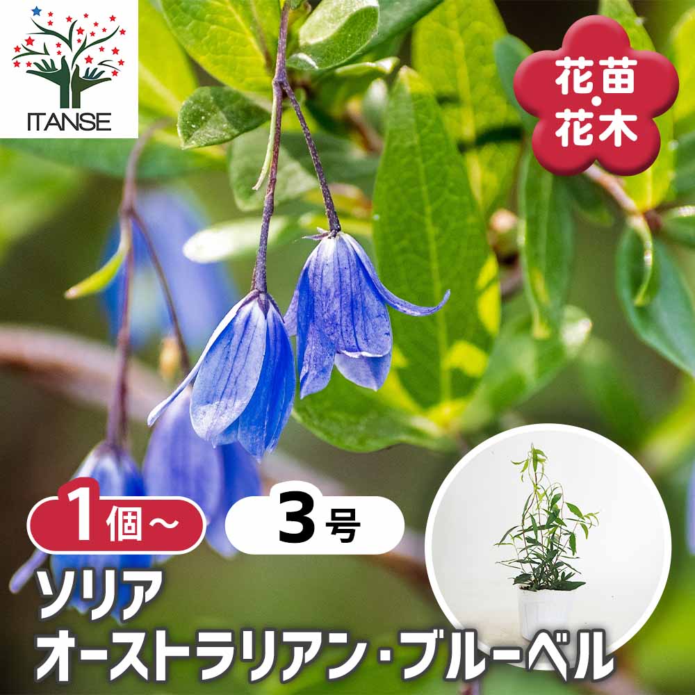 ソリア オーストラリアン ブルーベル 【花苗 3号】｜ 【植物の