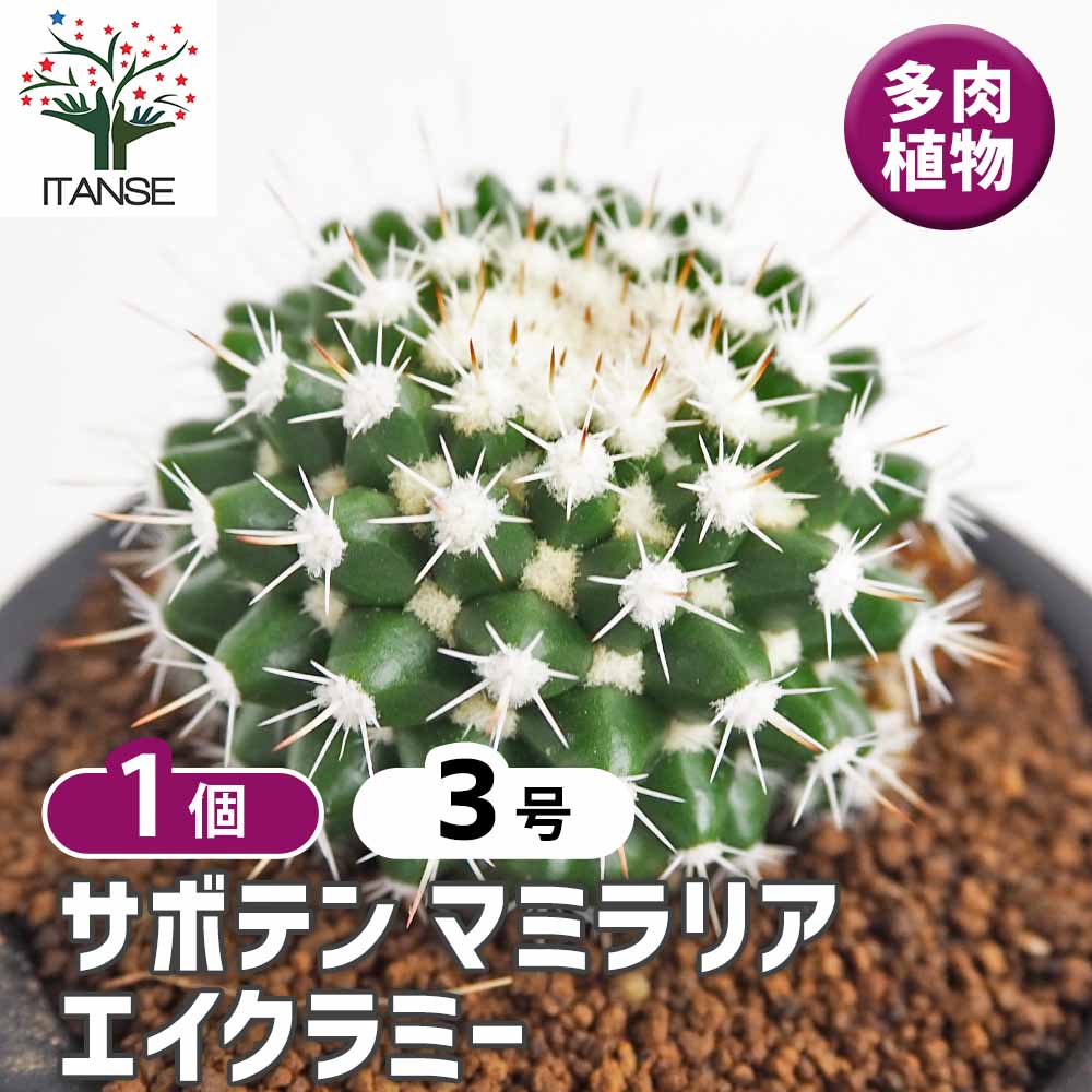 サボテン マミラリア エイクラミー 【多肉植物 3号／1個売り