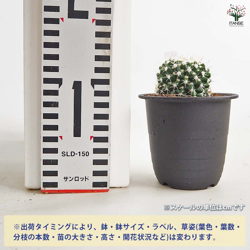 サボテン マミラリア エイクラミー 【多肉植物 3号／1個売り】