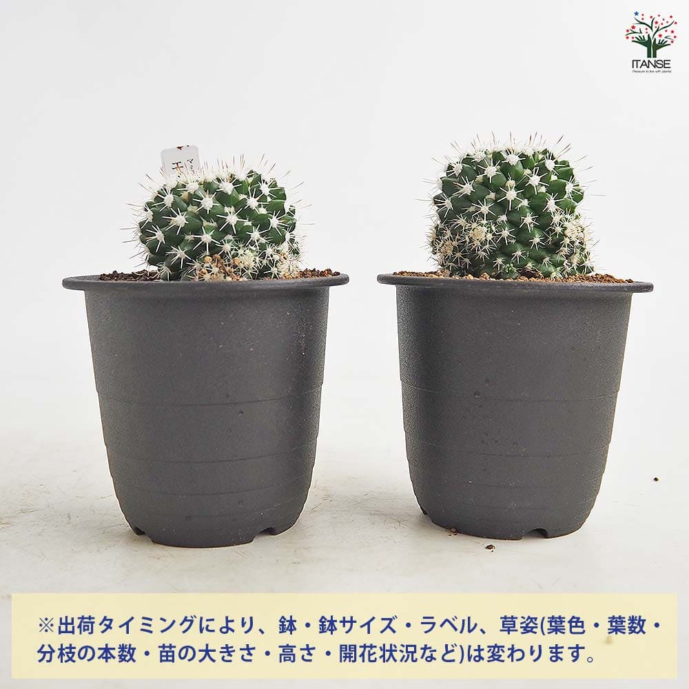 サボテン マミラリア エイクラミー 【多肉植物 3号／1個売り