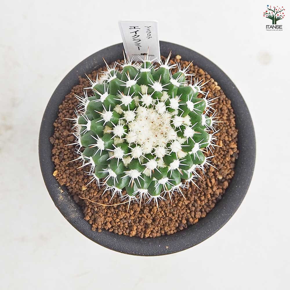 サボテン マミラリア エイクラミー 【多肉植物 3号／1個売り】