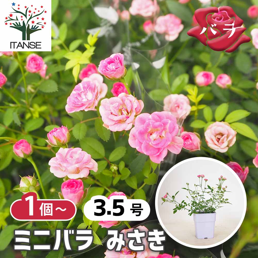 ミニ薔薇 みさき 【花木苗 3.5号】｜ 【植物のITANSE】全品送料