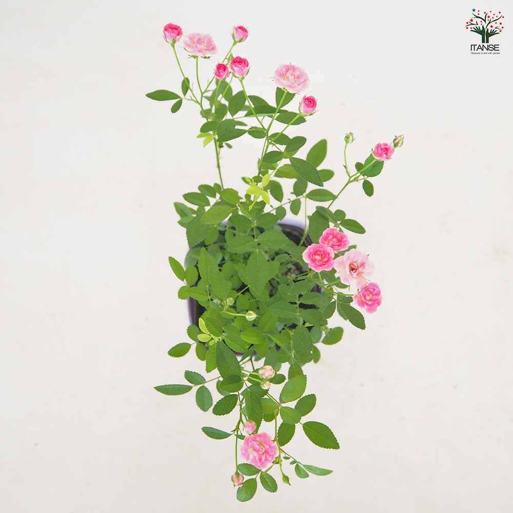 ミニ薔薇 みさき 【花木苗 3.5号】｜ 【植物のITANSE】全品送料