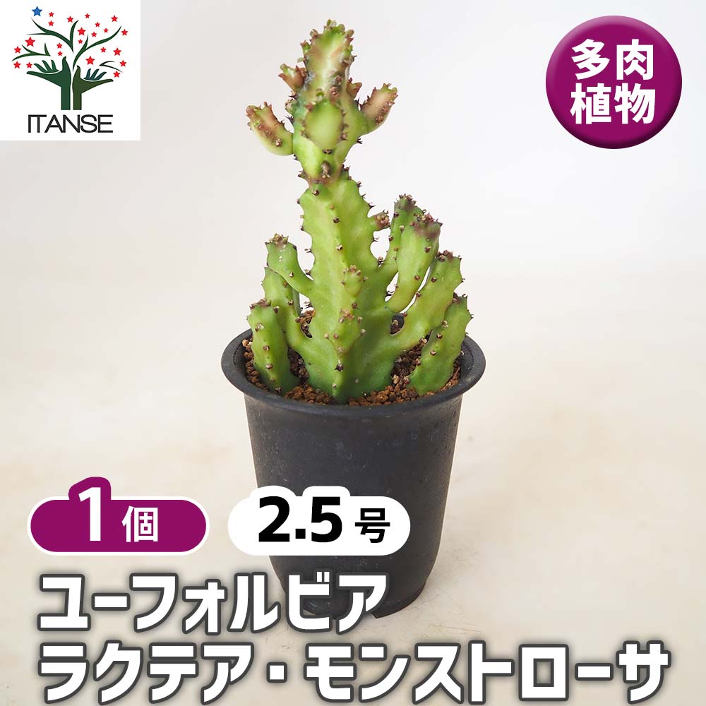 ユーフォルビア ラクテア・モンストローサ 【 多肉植物 2.5号 ／1個
