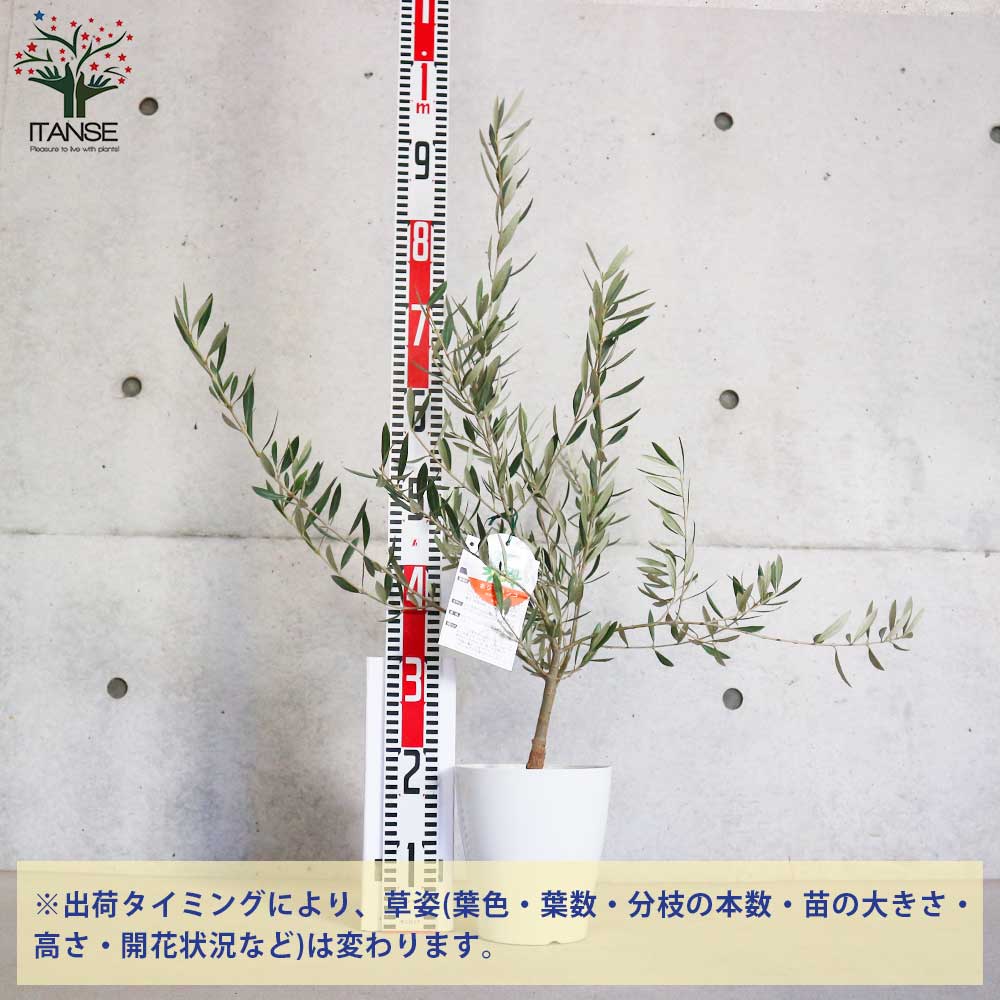 オリーブの苗木 品種：ホジブランコ(オヒブランカ)【果樹の苗木 6号白テーパード鉢 Mサイズ／1個売り】