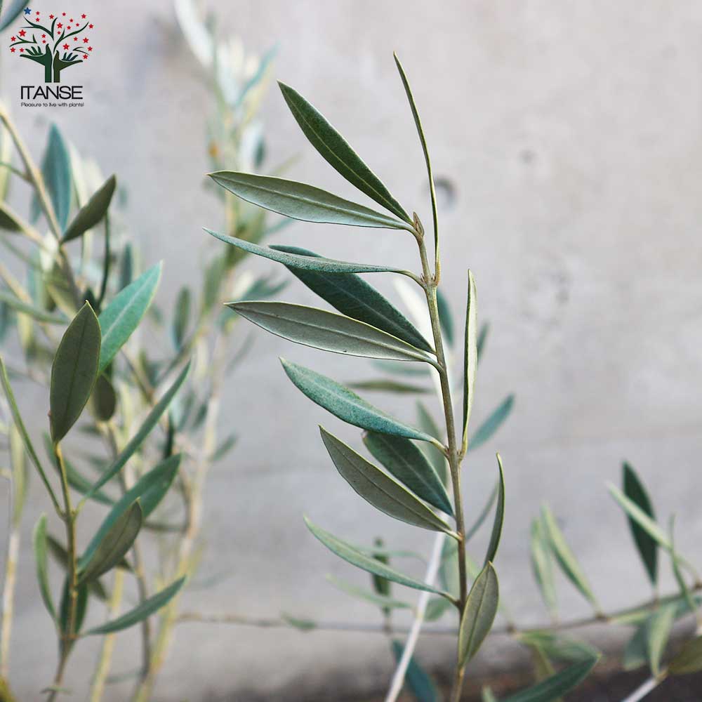 オリーブの苗木 品種：ホジブランコ(オヒブランカ)【果樹の苗木 6号白テーパード鉢 Mサイズ／1個売り】