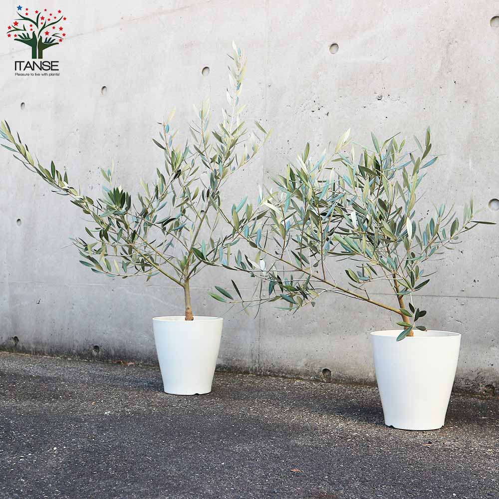 オリーブの苗木 品種：ホジブランコ(オヒブランカ)【果樹の苗木 6号白テーパード鉢 Mサイズ／1個売り】