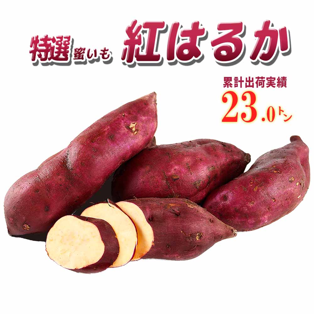 茨城県産 さつまいも 紅はるか【さつまいも MLサイズ 2024 秋 新芋 土付き お買い得】