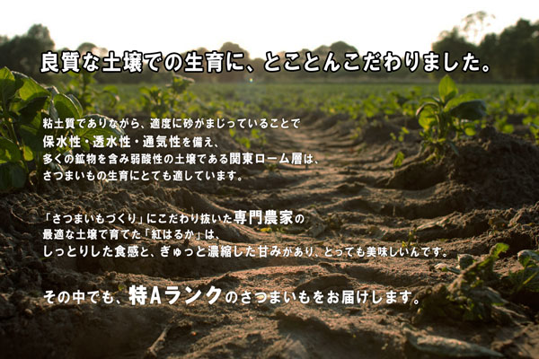 茨城県産 さつまいも 紅はるか【さつまいも MLサイズ 2023 秋 新芋 土付き お買い得】