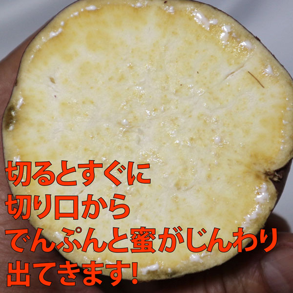 茨城県産 さつまいも 紅はるか【さつまいも MLサイズ 2024 秋 新芋 土付き お買い得】